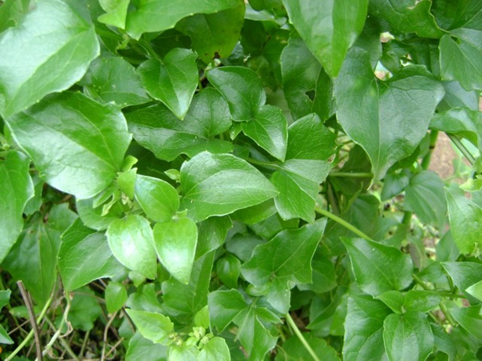 Guaco: o que é, para que serve e como usar essa planta medicinal